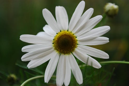 特写照片白色花瓣花 · 免费素材图片