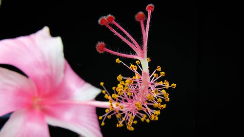 粉色芙蓉花特写摄影 · 免费素材图片