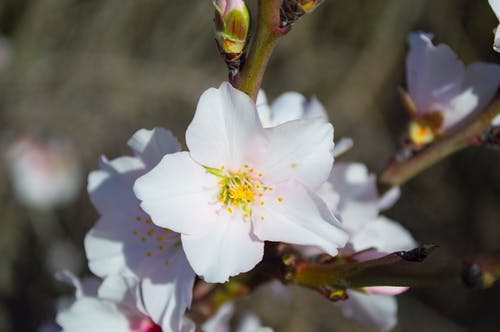 白天白色5花瓣花 · 免费素材图片