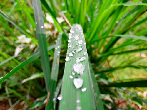 绿色植物 · 免费素材图片