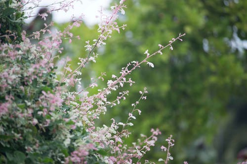 白天的粉红色花瓣花 · 免费素材图片