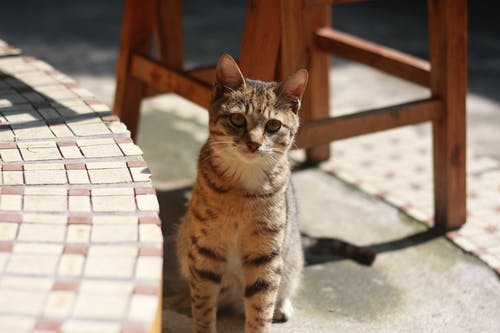 棕色的虎斑猫白天坐在水泥地上 · 免费素材图片