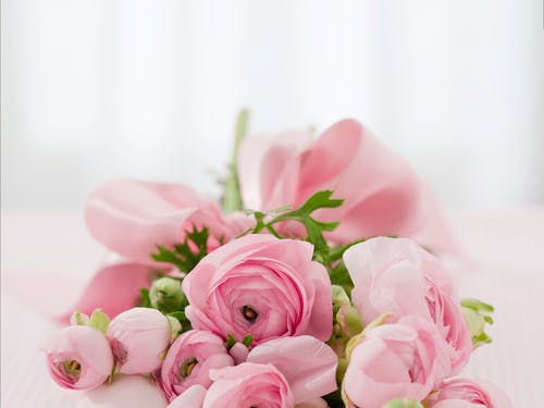 粉红玫瑰花束 · 免费素材图片