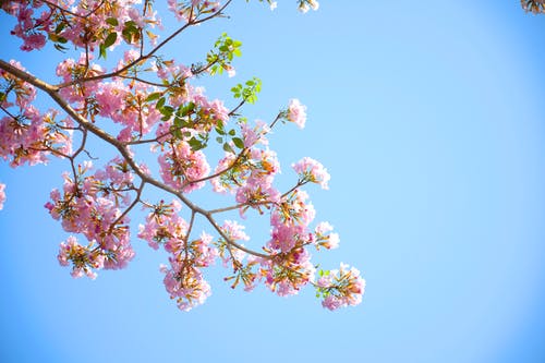 白天盛开的粉红色花瓣花 · 免费素材图片