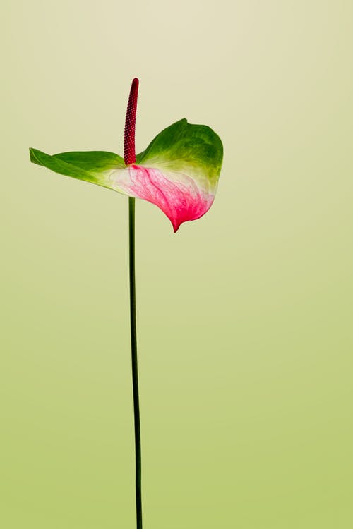 的照片anthurium · 免费素材图片