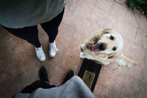 白鞋常设人旁边的光金毛寻回犬 · 免费素材图片