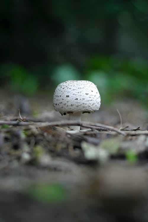在森林的地面上的圆形白色和灰色蘑菇 · 免费素材图片
