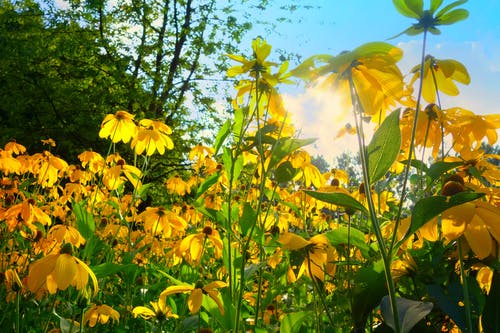 白天黄色花瓣花盛开 · 免费素材图片