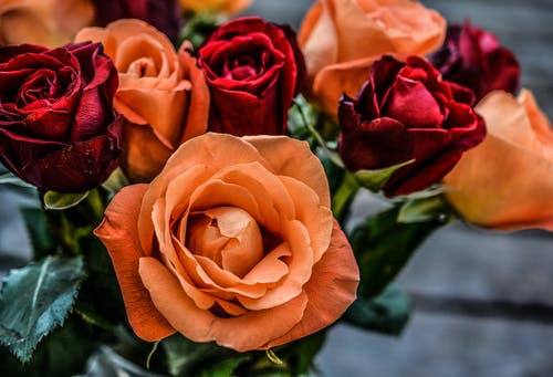 橙色和红色的花朵的风景照片 · 免费素材图片