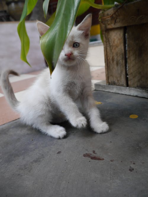 绿叶植物附近的白色小猫 · 免费素材图片