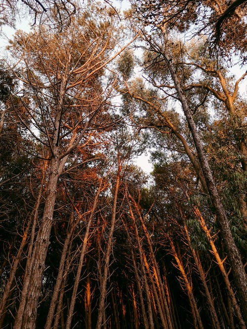 有关低角度拍摄, 垂直拍摄, 天性的免费素材图片