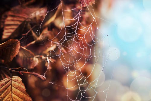 白色蜘蛛网的浅焦点照片 · 免费素材图片