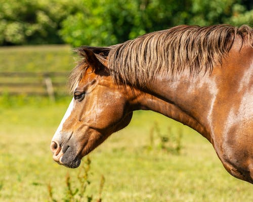 有关哺乳动物, 家畜, 棕色的马的免费素材图片