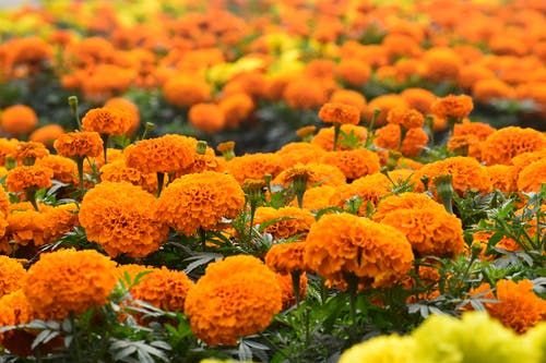 橙花与绿色的树叶 · 免费素材图片
