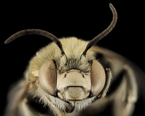 黄蜂 · 免费素材图片
