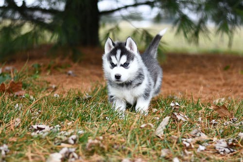 棕色草地上的白色和黑色西伯利亚雪橇犬幼犬 · 免费素材图片