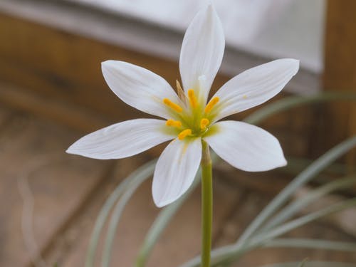 白雨百合的选择性聚焦照片 · 免费素材图片