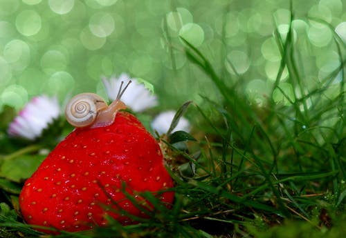 蜗牛在草莓上 · 免费素材图片