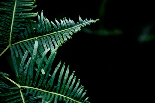 绿色蕨类植物的特写照片 · 免费素材图片