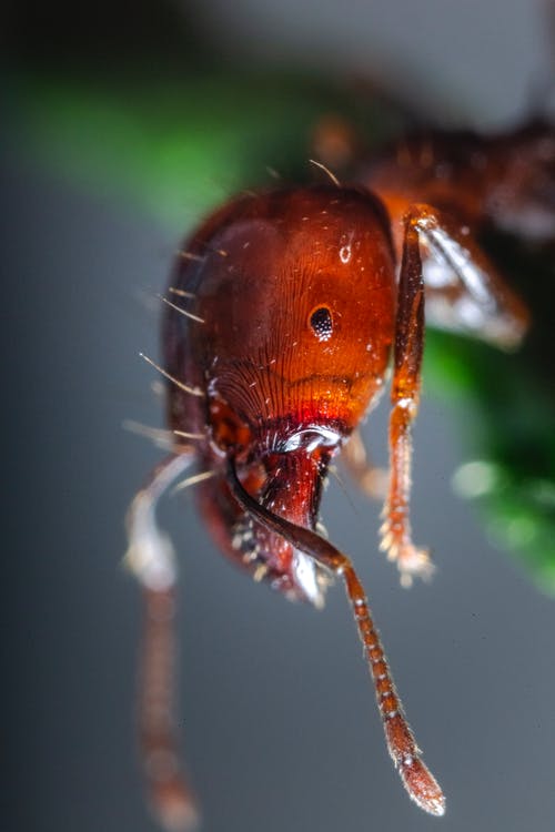 红蚂蚁的微距摄影 · 免费素材图片