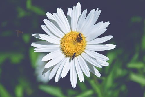 两只蜜蜂栖息在白菊花上 · 免费素材图片