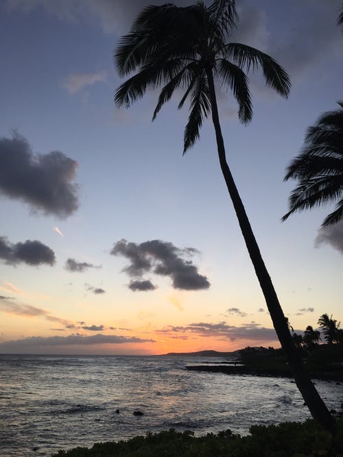 日出时海洋附近的椰子棕榈树 · 免费素材图片