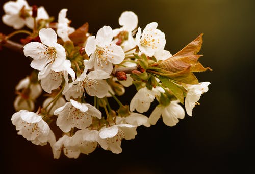 白色花瓣花 · 免费素材图片