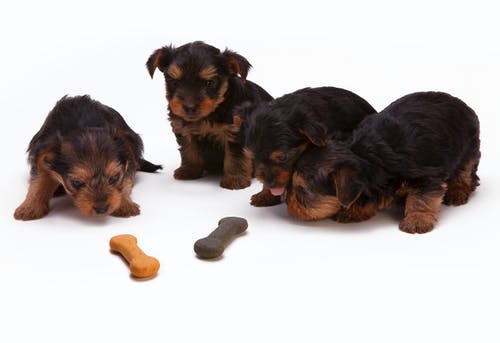 黑色和棕褐色约克夏狗 · 免费素材图片