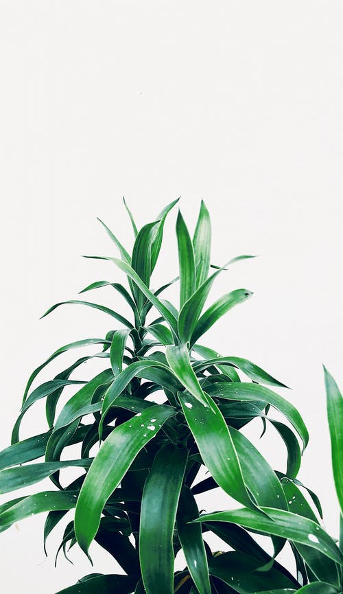 绿色的植物，在白色背景的照片 · 免费素材图片