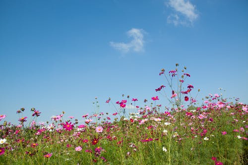 白天，白云下的紫色和粉红色花朵 · 免费素材图片