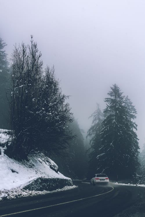 树木旁的巷道上的白色车 · 免费素材图片