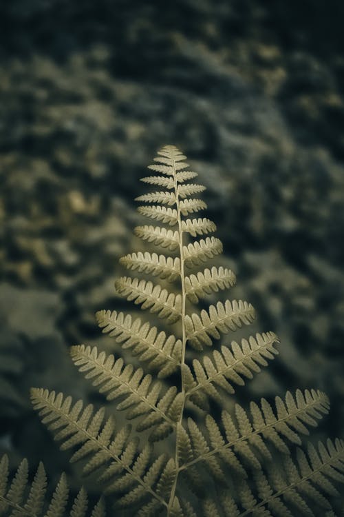 有关垂直拍摄, 树叶, 特写的免费素材图片