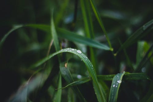 绿叶植物 · 免费素材图片