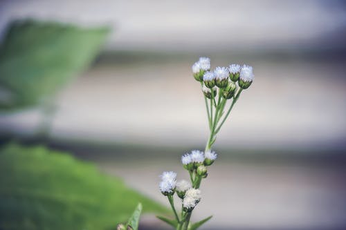 白a香特写摄影 · 免费素材图片