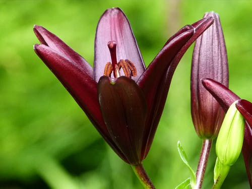 红色6花瓣花 · 免费素材图片