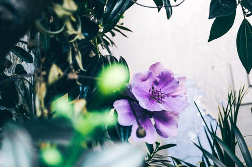 紫色花的焦点摄影 · 免费素材图片