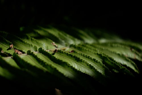 有关植物摄影, 树叶, 特写的免费素材图片