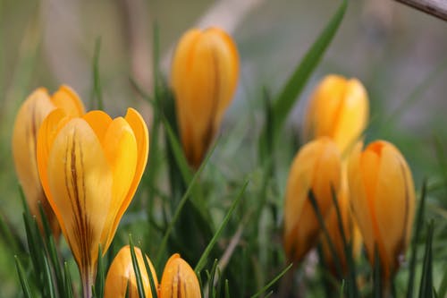 黄色的花瓣花，绿色的叶子 · 免费素材图片