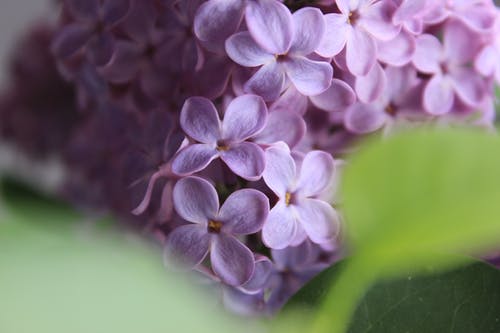 紫色的小花的选择性焦点 · 免费素材图片
