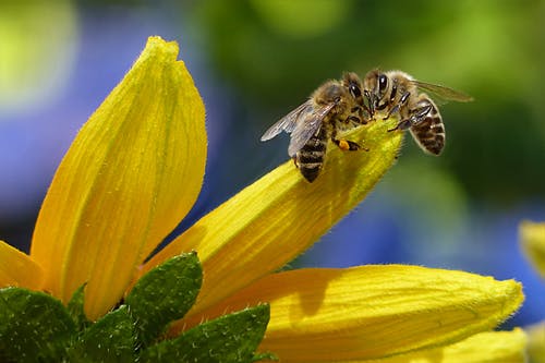 白天蜜蜂在花上s花蜜 · 免费素材图片