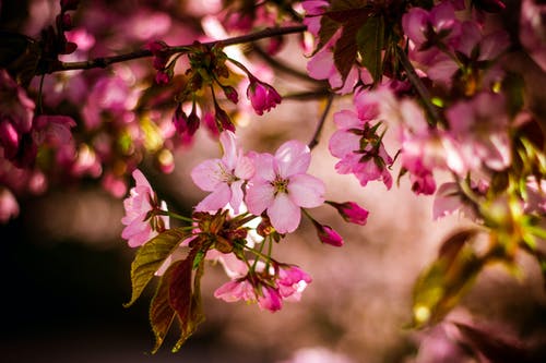 粉红色5花瓣花在白天关闭照片 · 免费素材图片