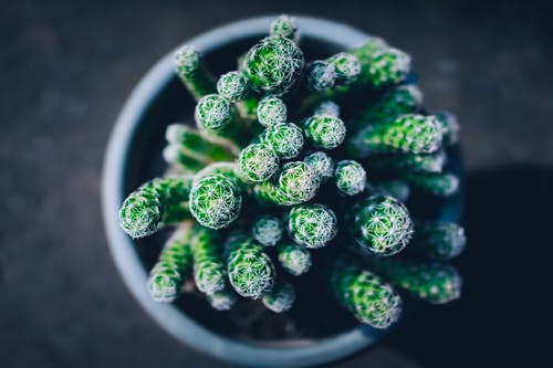 肉质植物的顶视图照片 · 免费素材图片