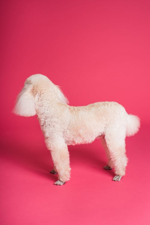 中型米色犬 · 免费素材图片