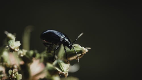 有关altica aenescens, 传单, 冷静的免费素材图片