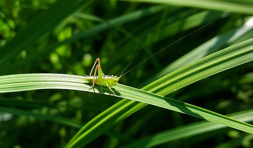 栖息在绿叶植物上的绿色蚱hopper · 免费素材图片