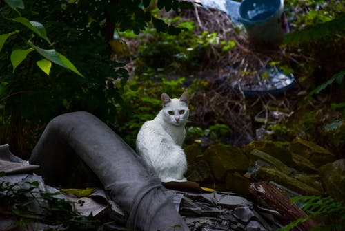 白色短毛猫 · 免费素材图片