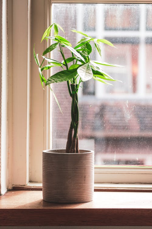 有关室内, 室内植物, 工厂的免费素材图片