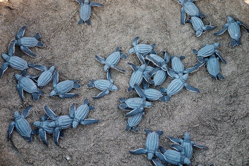 一群蓝海龟 · 免费素材图片