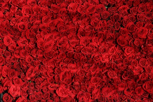 盛开的红玫瑰 · 免费素材图片