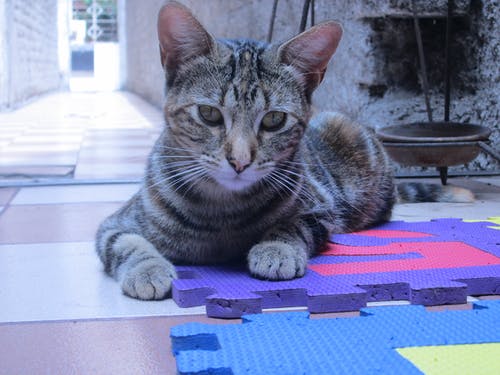 紫色拼图垫上的灰色虎斑猫 · 免费素材图片